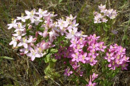 Golsenger refuser l'alcool